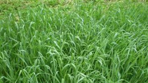 Managing your winter rye cover crop as a forage