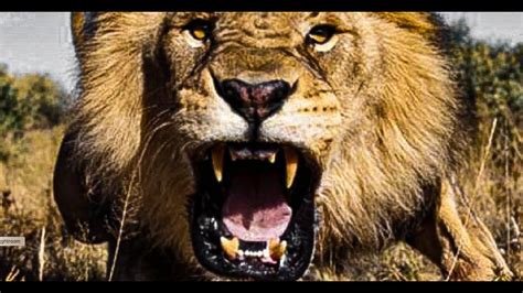 Angry Lion Sound Effect - YouTube