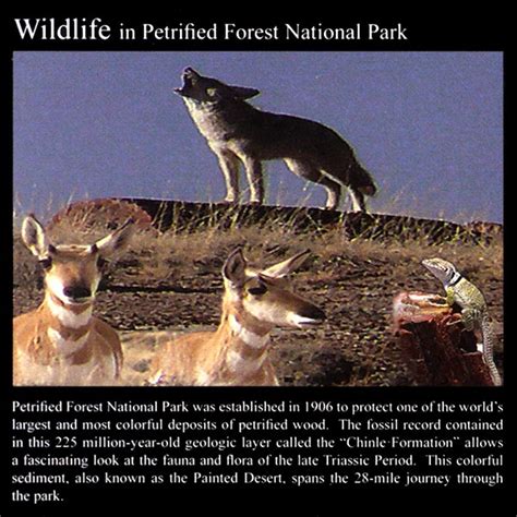 Petrified Forest Wildlife: Commemorative Sticker | Petrified Forest ...