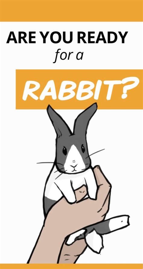 Rabbit care the complete guide – Artofit