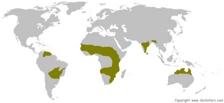 Science for Kids: Savanna Grasslands Biome