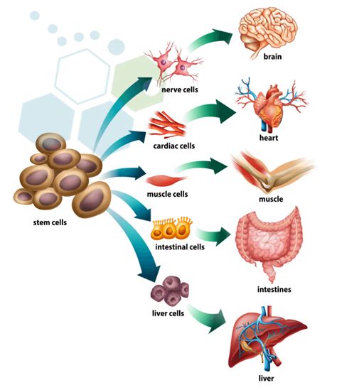 The Basics About Stem Cell Treatments & Stem Cell Facts