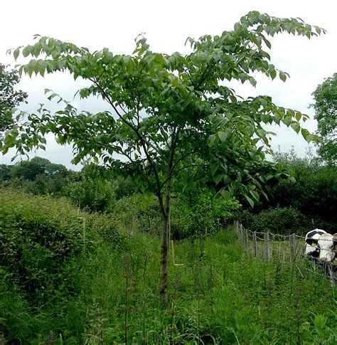 10 Species of Elm Trees