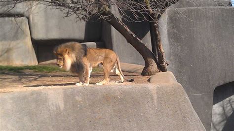 Images: Louisville Zoo animals