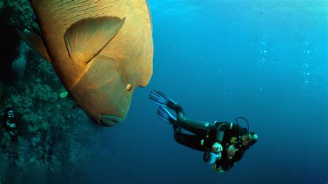 Diving the Red Sea: Drifting with the currents of the Brothers Islands ...