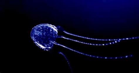 Irukandji Jellyfish Facts, Location, Habitat, Diet