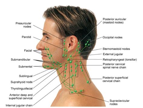 Neck-- Inspect/Palpate (lymph nodes) (Part 1) Diagram | Quizlet