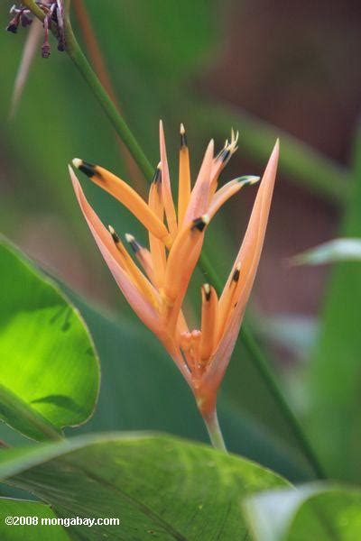 Amazon rainforest photos: Light orange heliconia