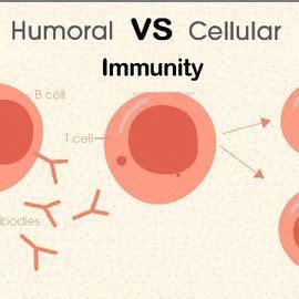 Humoral Immune Response Diagram - Abba Humananatomy