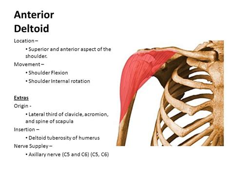 anterior deltoid origin and insertion - Google Search | Muscle Origins ...