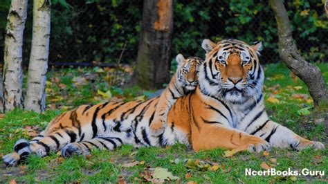 About National Animal of India: Royal Bengal Tiger Lifespan, History, Facts