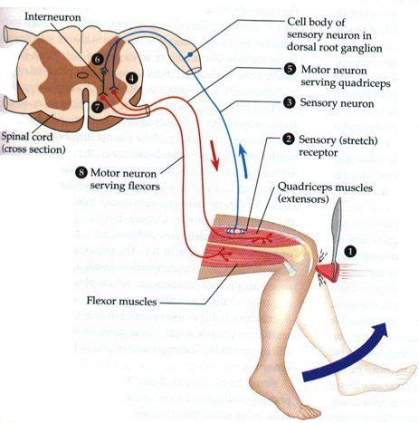 Reflex arc of the knee: Reflexes are quick, involuntary reaction to a ...