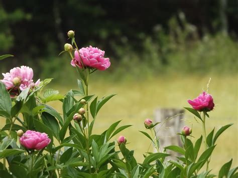 Early Summer Flowers 2015 (Floral Photography) by Cassie Kinney ...