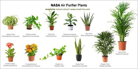 Air Purifying Plants For Bedroom | online information