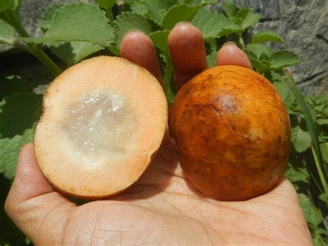 Santol Fruit - Essential Guide To This Weird Exotic Fruit