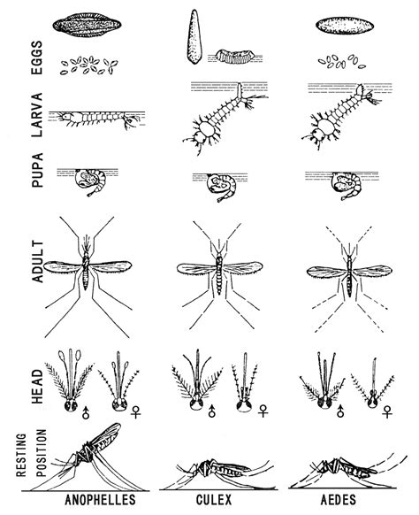 Gambar Larva Anopheles – retorika