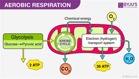 What Option Is Balanced Equation For Cellular Respiration - Tessshebaylo