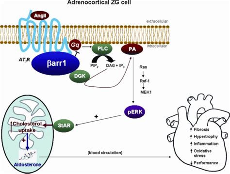 Schematic representation of the signaling pathway of AngII-induced ...