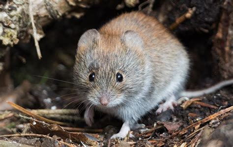 Blog - How To Get Rid Of Voles In Your Salt Lake City Yard And Garden