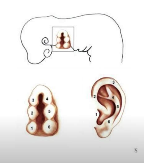 Nurturing Little Ears: The Embryological Development - Wellspring ...