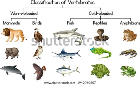 Examples Of Fish Vertebrates