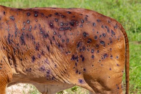 Cow Close Up Suffering from Lumpy Skin Disease Stock Photo - Image of ...