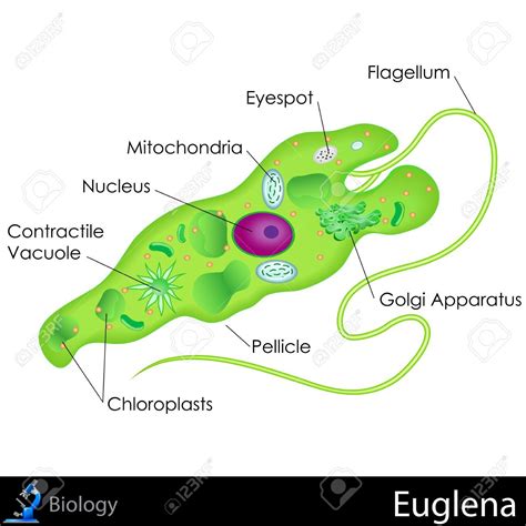 Euglena Diagram , #Affiliate, #Euglena, #Diagram Ap Biology, Teaching ...