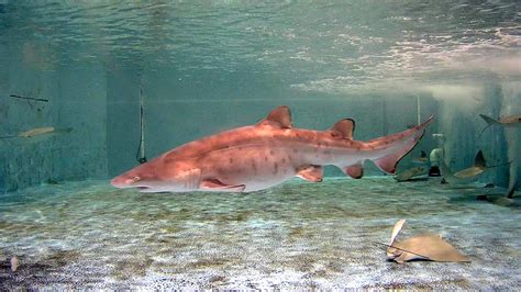 World First: Ripley’s Aquariums Research Efforts Birth Sand Tiger Shark ...