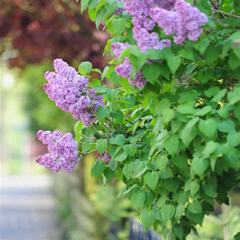 Lilac Bush: Plant Care & Growing Guide