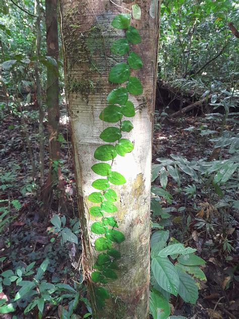 Knowledgetour - Gunung Mulu National Park