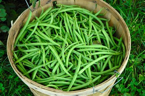 How to Harvest and Store Snap Beans -- Harvest to Table