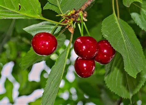 28 Sweet Cherry Tree Varieties - ProGardenTips