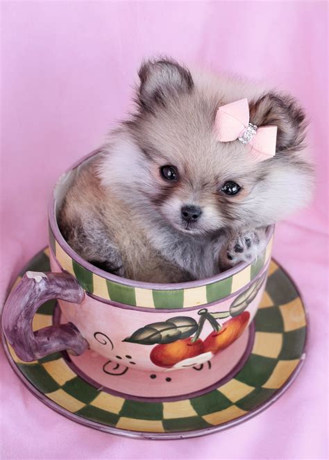 Gorgeous Teacup Pomeranian Puppies for Sale | Teacups, Puppies & Boutique