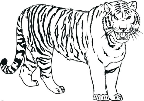 Tiger Drawing Pictures at GetDrawings | Free download