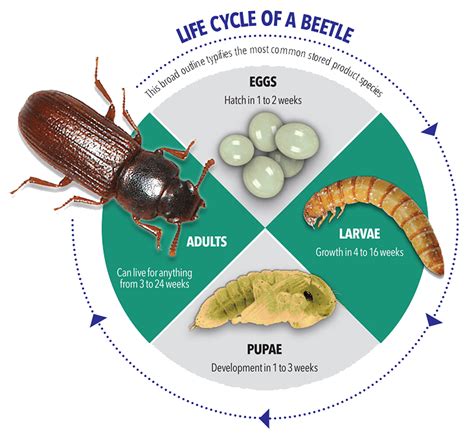 Flour Beetle Life Cycle