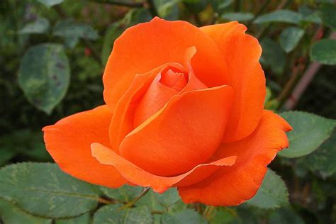 Orange Roses: Meaning & Pictures | Flower Glossary