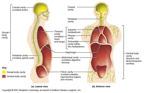 Anatomy and Physiology I Coursework: Dorsal/Ventral Body Cavities