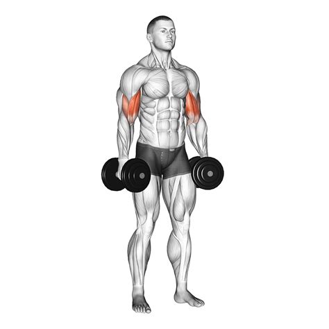 Types of Bicep Curls: 7 Best Variations - Inspire US