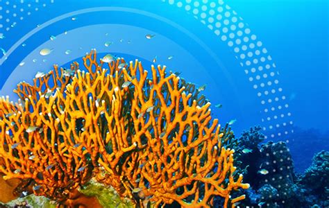 The Enigma of the Resilient Eilat Coral Reefs | Bar-Ilan University