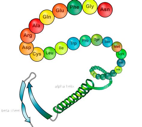 Food Technology and Processing : Basic structure of protein