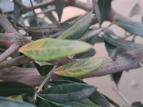 Olive Tree - yellowing of leaves problem — BBC Gardeners' World Magazine