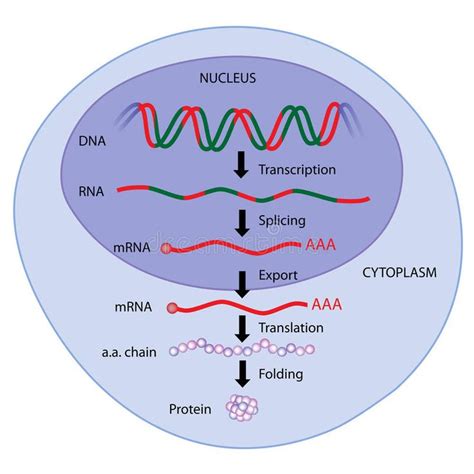 the structure of a protein cell