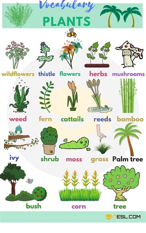 Plant and Flower Vocabulary in English | English vocabulary, Learn ...