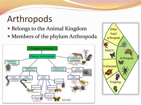 PPT - Arthropods PowerPoint Presentation, free download - ID:2178017