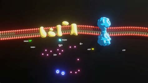 Cellular Respiration Animation - YouTube