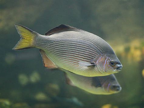 Striped Surfperch | TAXONOMY Kingdom: Animalia Phylum: Chord… | Flickr