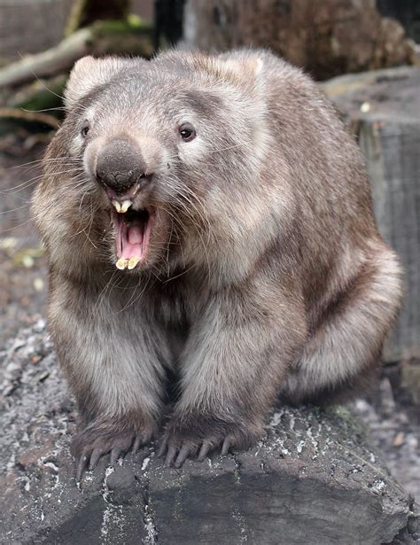 「Wombat」おしゃれまとめの人気アイデア｜Pinterest｜Blake "Wombat" Wommack | ウォンバット, 哺乳類 ...