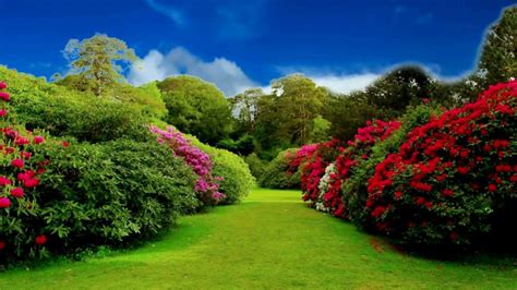 Flower Garden Background Hd