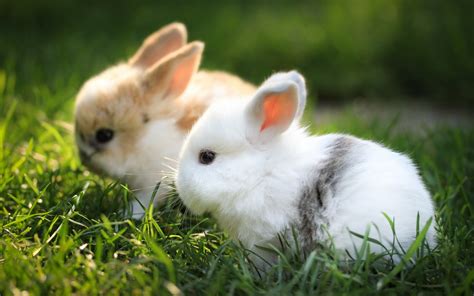 Bunnies Cute Wallpaper Beautiful Animals #10790 Wallpaper | WallDiskPaper