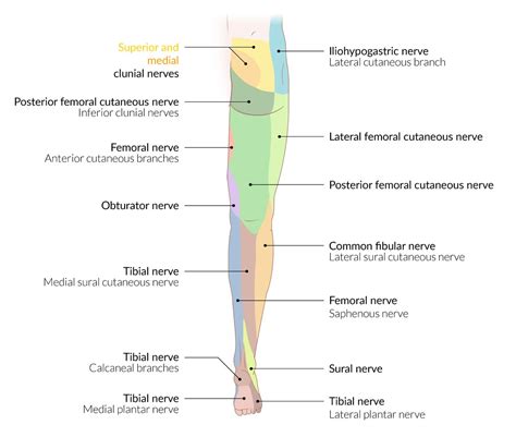 Lateral Femoral Cutaneous Nerve Dermatome